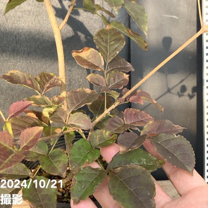 メジェドさま専用　アオダモの種 メジェドさま専用 アオダモの種