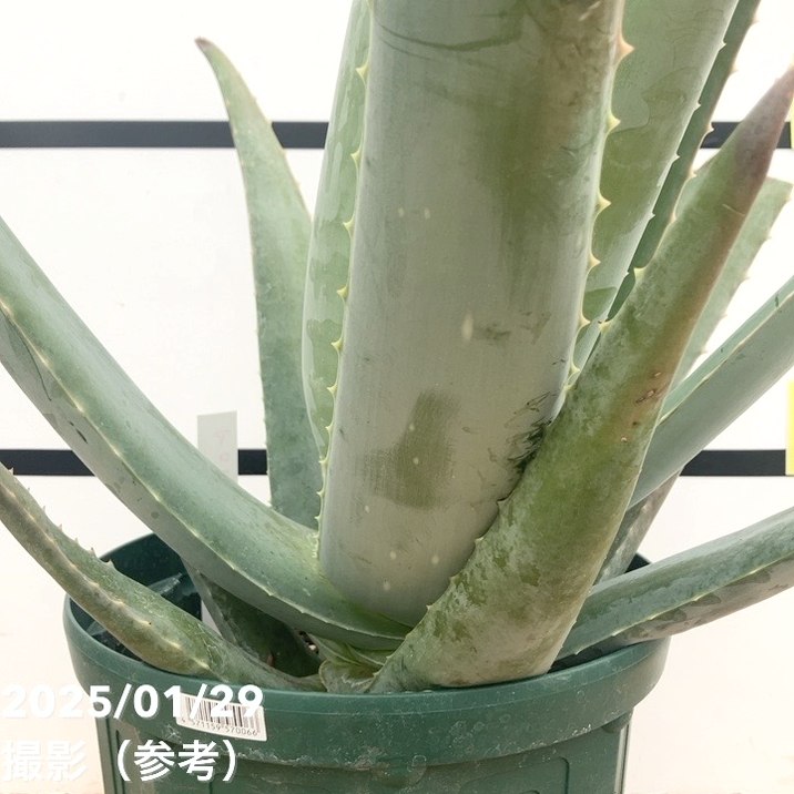 現品お届け】アロエ ベラ 8号スリット鉢（2）｜観葉10-TU | 観葉・多肉