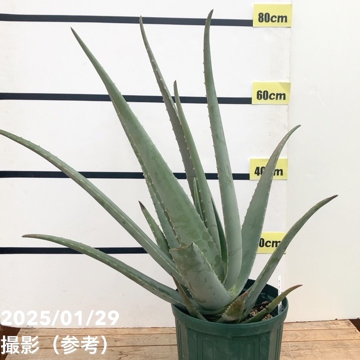 現品お届け】アロエ ベラ 8号スリット鉢（2）｜観葉10-TU | 観葉・多肉