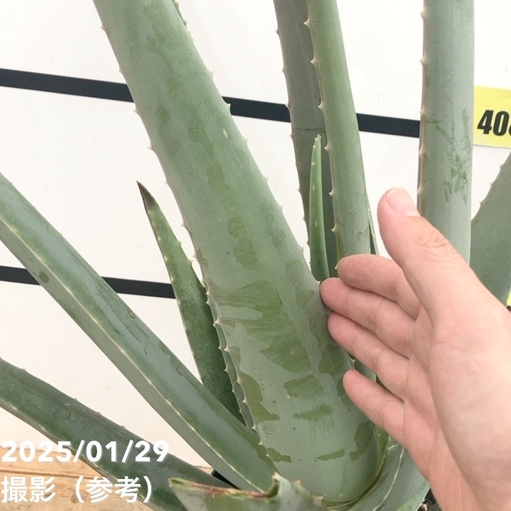 【ランダム1鉢　カット】アエオ「グリーンローズ」　6㌢鉢　大小有り　傷有り 楽天市場】農園直売 多肉植物 寄せ植え アエオニウム属 ベルベット錦
