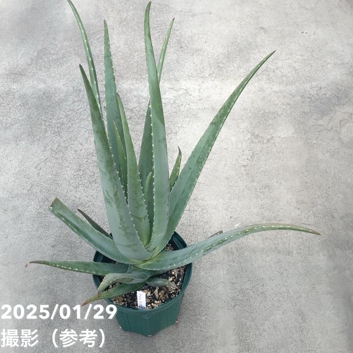 現品お届け】アロエ ベラ 8号スリット鉢（2）｜観葉10-TU | 観葉・多肉