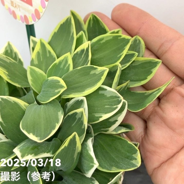 アルストロメリア クラリッサ 3.5号｜草花10-TU | 草花,[多年草