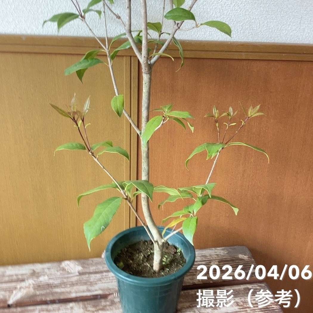 銀木犀 ギンモクセイ 6号｜花木04-PA | 花木・庭木 | 赤塚植物園