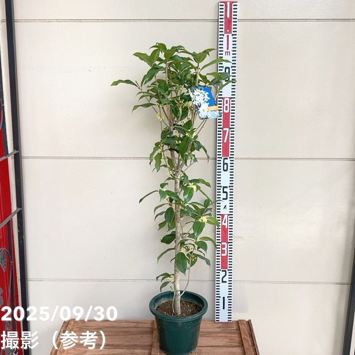 銀木犀 ギンモクセイ 6号｜花木04-PA | 花木・庭木 | 赤塚植物園