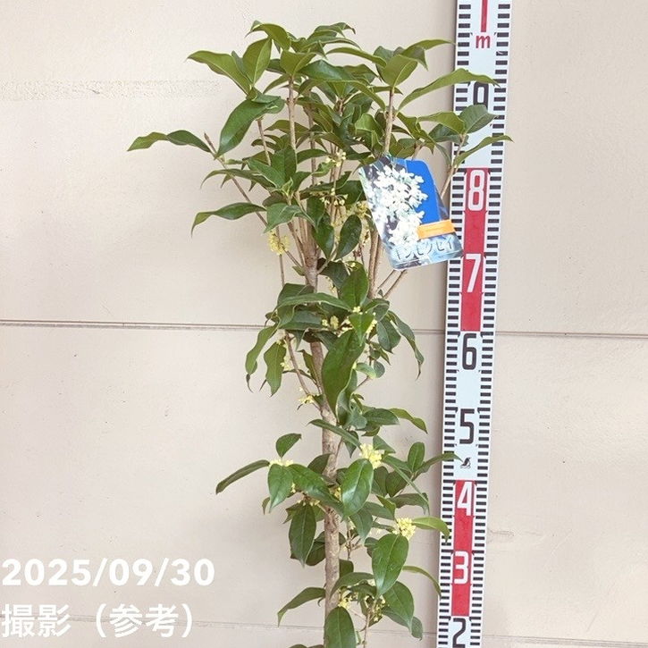 銀木犀 ギンモクセイ 6号｜花木04-PA | 花木・庭木 | 赤塚植物園