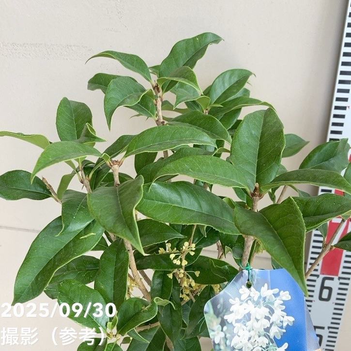 銀木犀 ギンモクセイ 6号｜花木04-PA | 花木・庭木 | 赤塚植物園