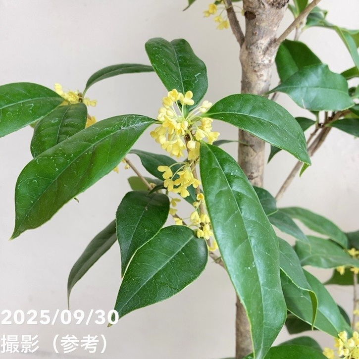 銀木犀 ギンモクセイ 6号｜花木04-PA | 花木・庭木 | 赤塚植物園