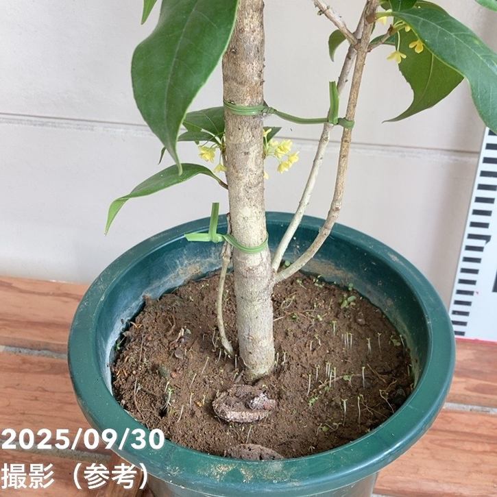 銀木犀 ギンモクセイ 6号｜花木04-PA | 花木・庭木 | 赤塚植物園