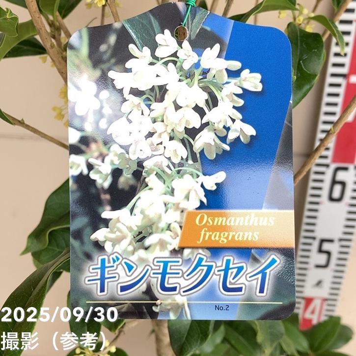 銀木犀 ギンモクセイ 6号｜花木04-PA | 花木・庭木 | 赤塚植物園
