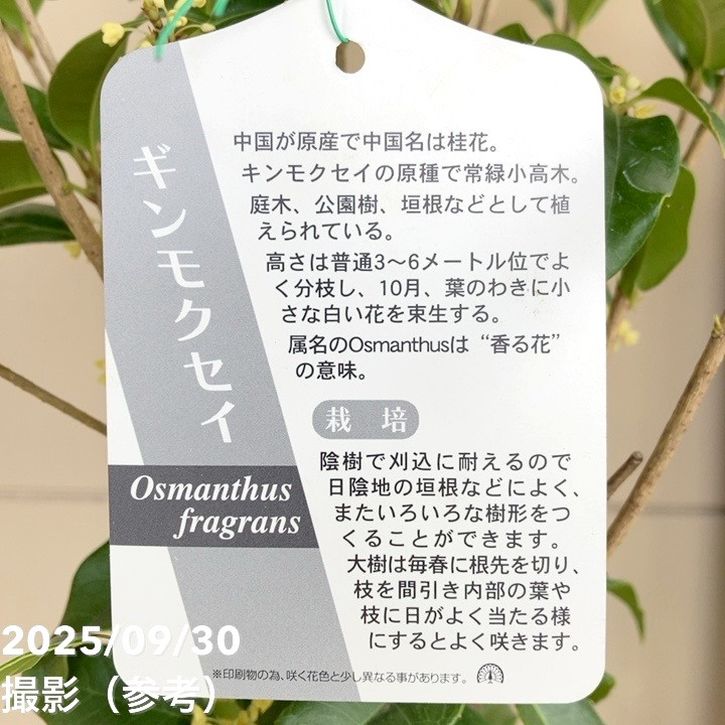 銀木犀 ギンモクセイ 6号｜花木04-PA | 花木・庭木 | 赤塚植物園