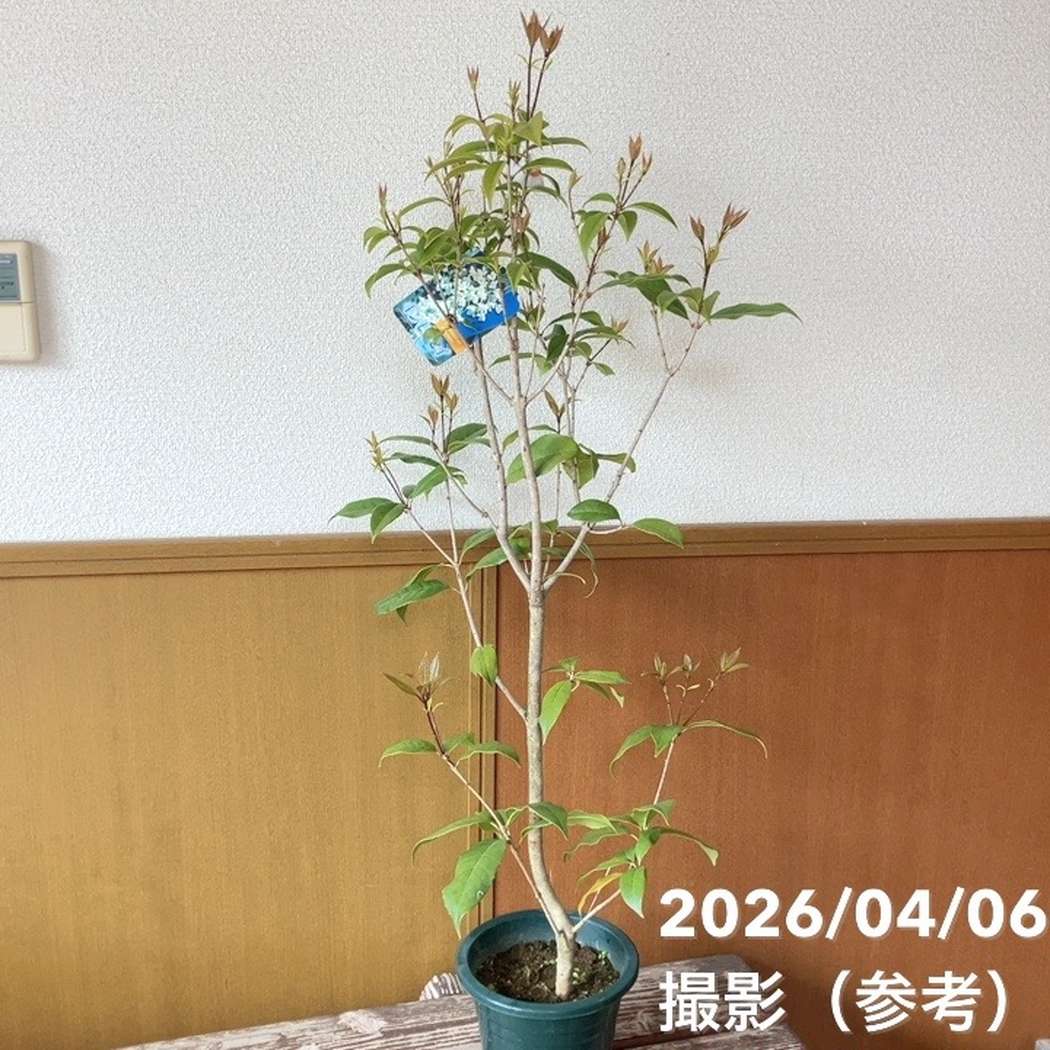 銀木犀 ギンモクセイ 6号｜花木04-PA | 花木・庭木 | 赤塚植物園
