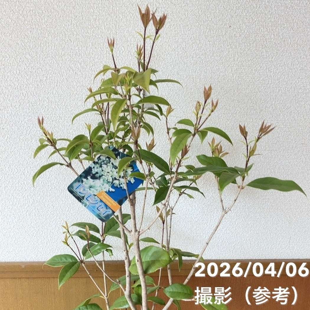 銀木犀 ギンモクセイ 6号｜花木04-PA | 花木・庭木 | 赤塚植物園