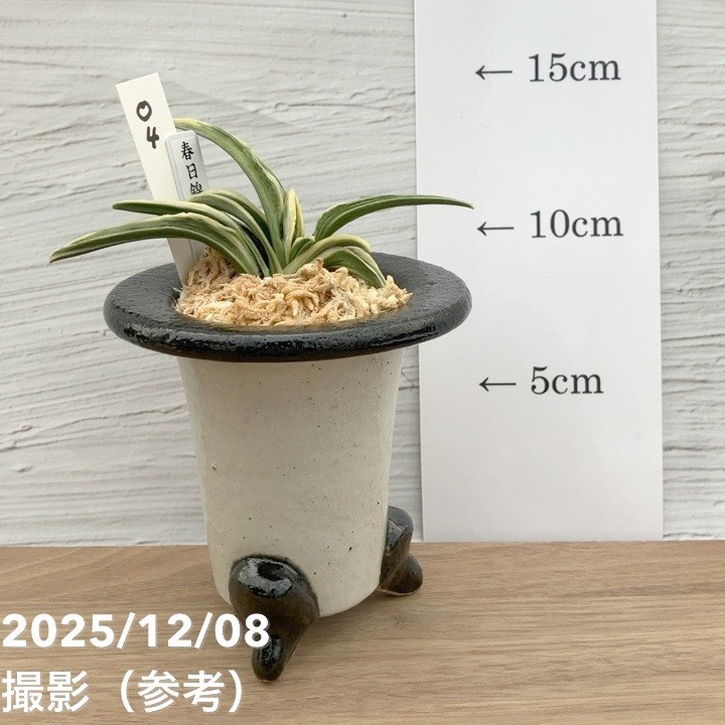 現品お届け】豊明園 万年青 オモト 春日錦 陶器鉢（O4）｜観葉10-TU