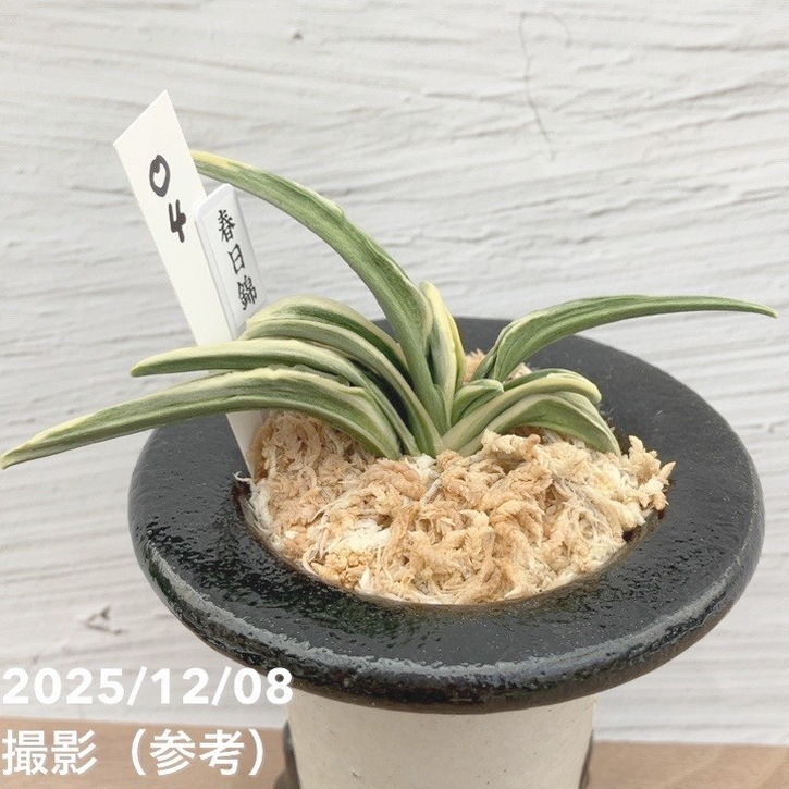 現品お届け】豊明園 万年青 オモト 春日錦 陶器鉢（O4）｜観葉10-TU