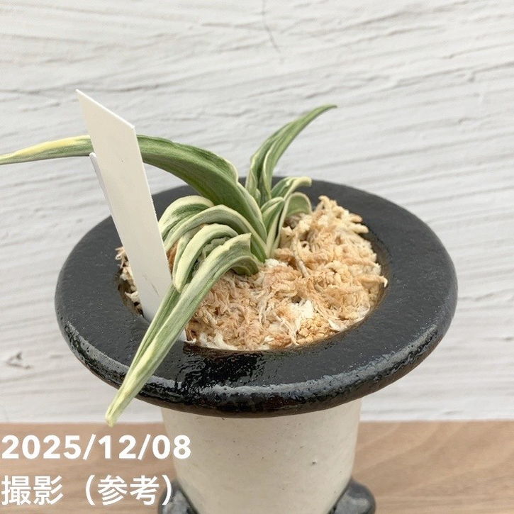 H*i様 植木鉢　　　先代鴻陽作　　手造り　　早い者勝ち 現品お届け】豊明園 万年青 オモト 春日錦 陶器鉢（O4）｜観葉10-TU