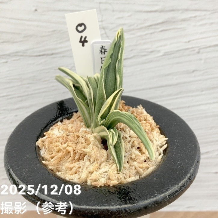 現品お届け】豊明園 万年青 オモト 春日錦 陶器鉢（O4）｜観葉10-TU