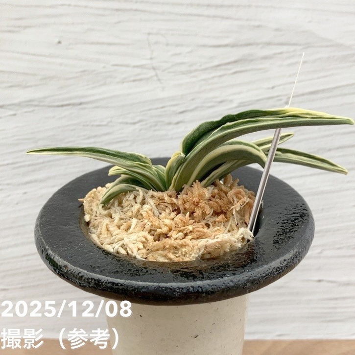 現品お届け】豊明園 万年青 オモト 春日錦 陶器鉢（O4）｜観葉10-TU