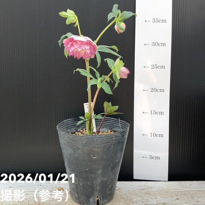 一点物】加藤農園 クリスマスローズ ピンクアフロディーテ 4.5号（KT14
