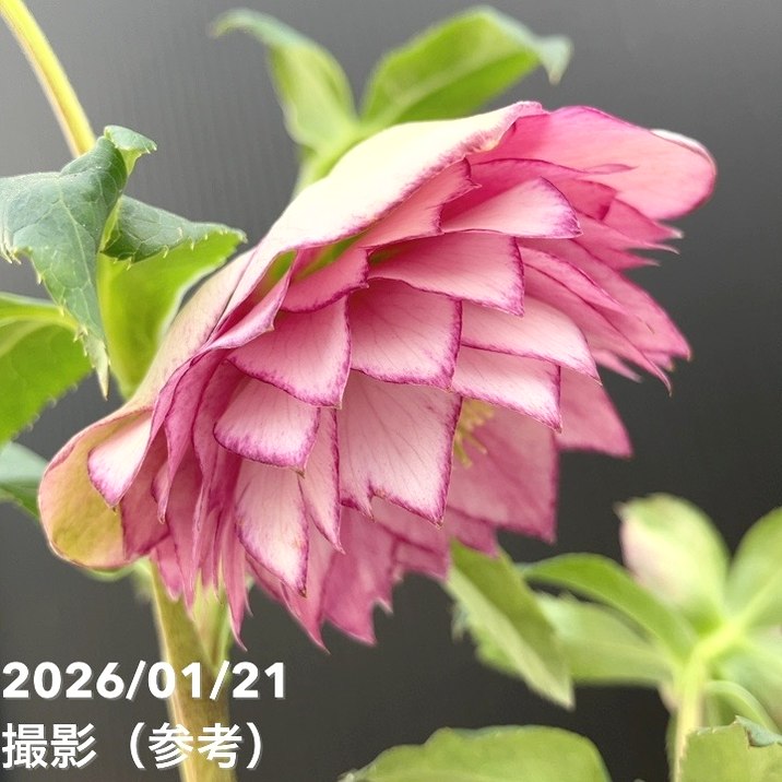 クリスマスローズ　sdピンクグラデーションソフトカップ咲き加藤農園 一点物】加藤農園 クリスマスローズ ピンクアフロディーテ 4.5号（KT14