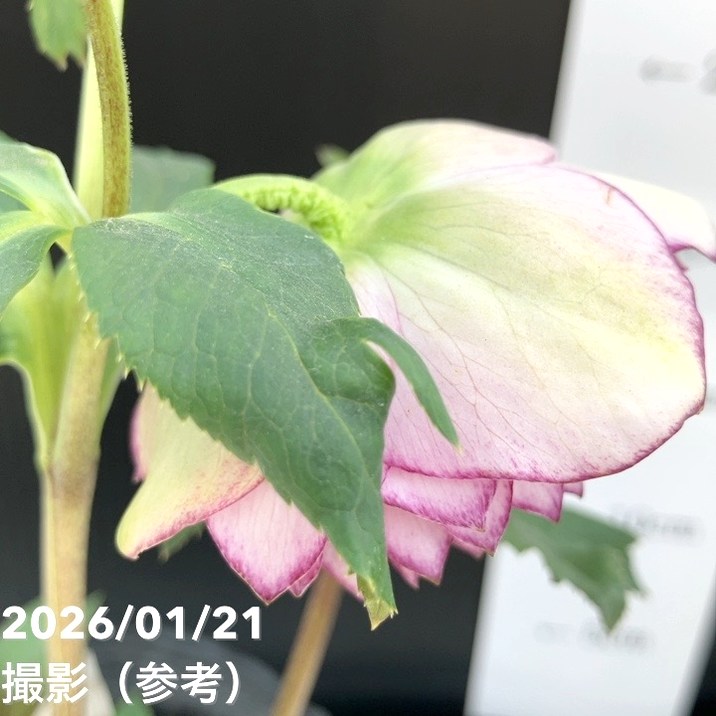 アフロディーテ緑×千重咲レッドグラデーション☆クリスマスローズ交配