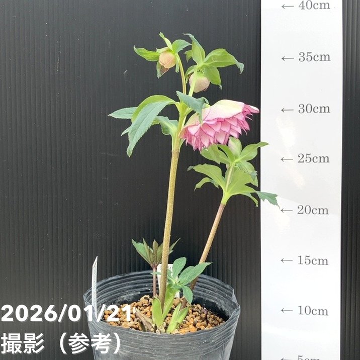 クリスマスローズ ddグリーンピコティ 加藤農園 クリスマスローズ dd