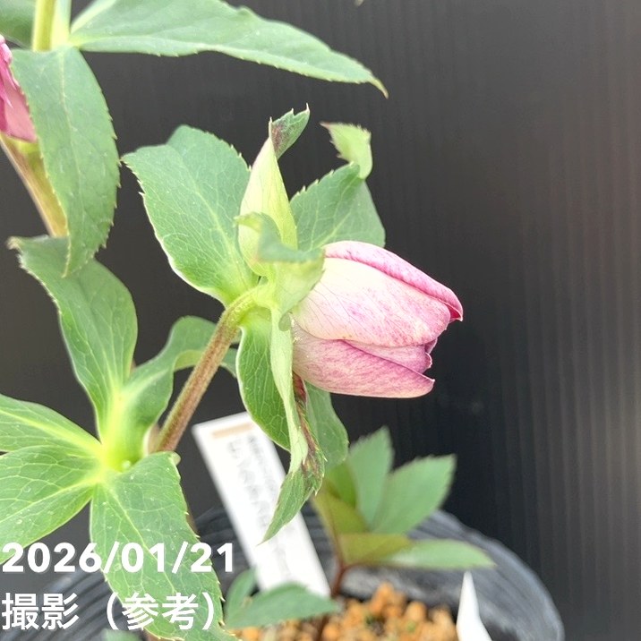 クリスマスローズ　ddグリーンピコティ　加藤農園 いよいよシーズン開始ですね🌸 加藤農園さんよりクリスマスローズ多数