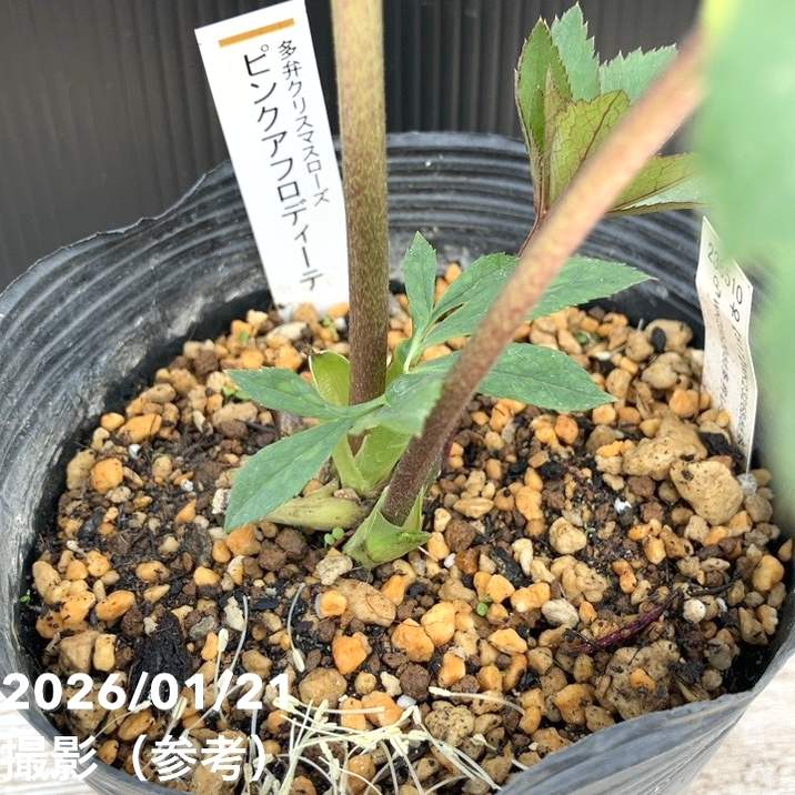 一点物】加藤農園 クリスマスローズ ピンクアフロディーテ 4.5号（KT14
