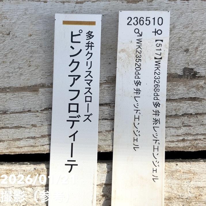 一点物】加藤農園 クリスマスローズ ピンクアフロディーテ 4.5号（KT14
