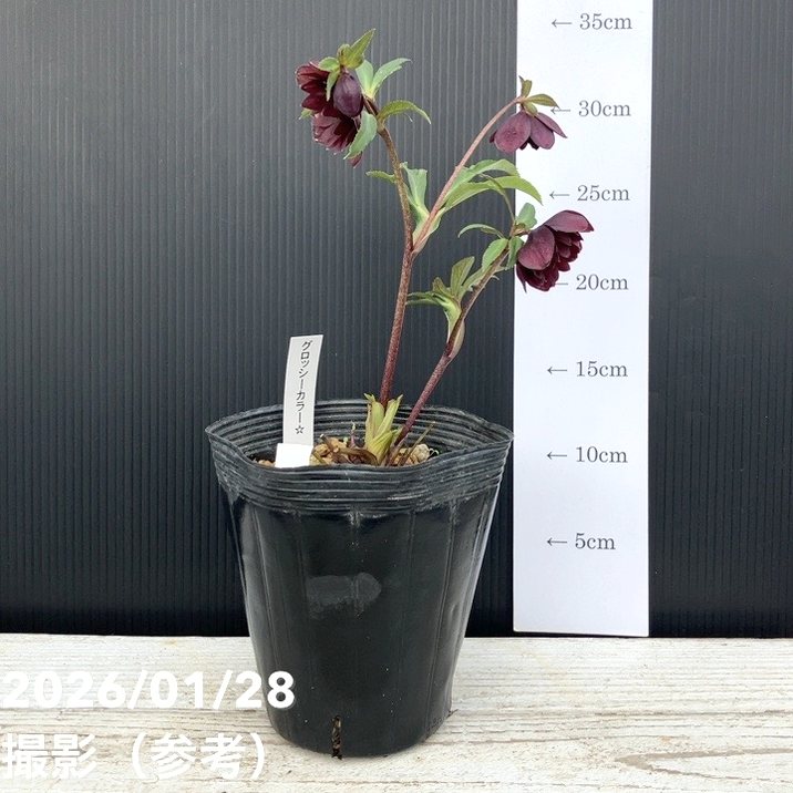 一点物】加藤農園 クリスマスローズ グロッシーカラー 4.5号（KT77