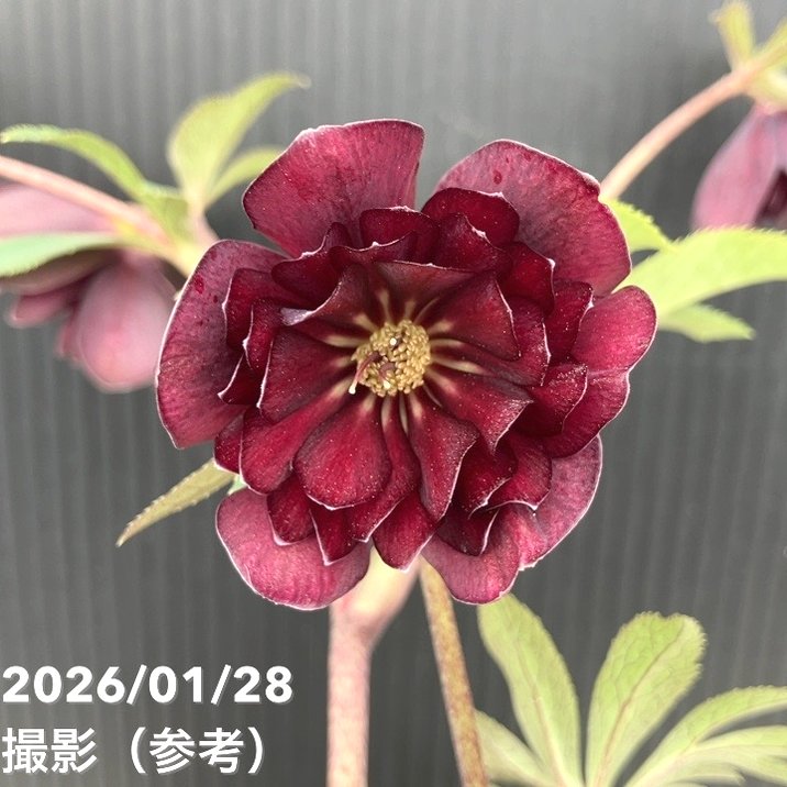 一点物】加藤農園 クリスマスローズ グロッシーカラー 4.5号（KT77