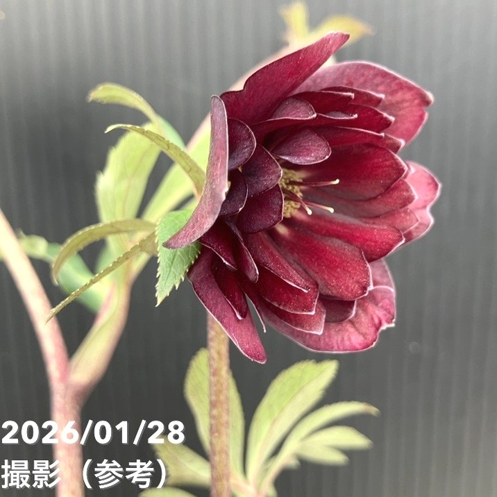 一点物】加藤農園 クリスマスローズ グロッシーカラー 4.5号（KT77