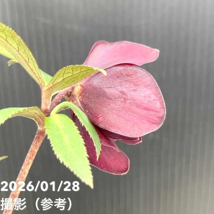 一点物】加藤農園 クリスマスローズ グロッシーカラー 4.5号（KT77