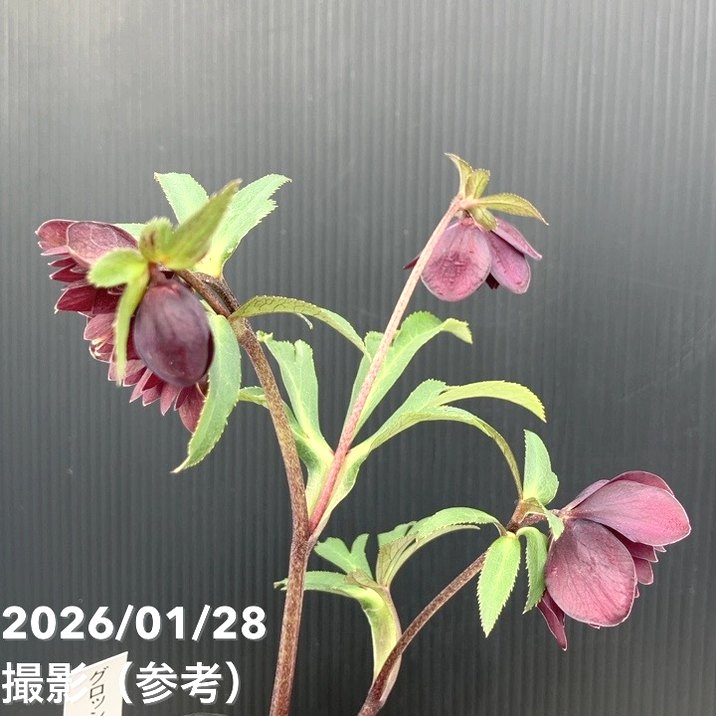 一点物】加藤農園 クリスマスローズ グロッシーカラー 4.5号（KT77