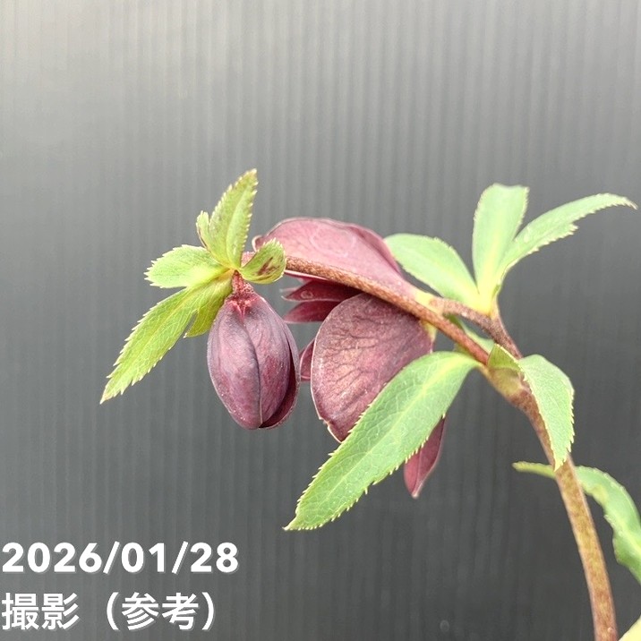 お買い得一点物咲き進み株】加藤農園 クリスマスローズ グロッシー