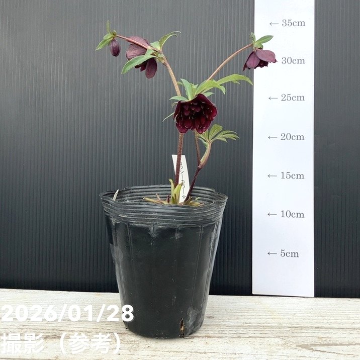 一点物】加藤農園 クリスマスローズ グロッシーカラー 4.5号（KT77