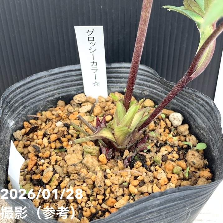 一点物】加藤農園 クリスマスローズ グロッシーカラー 4.5号（KT77