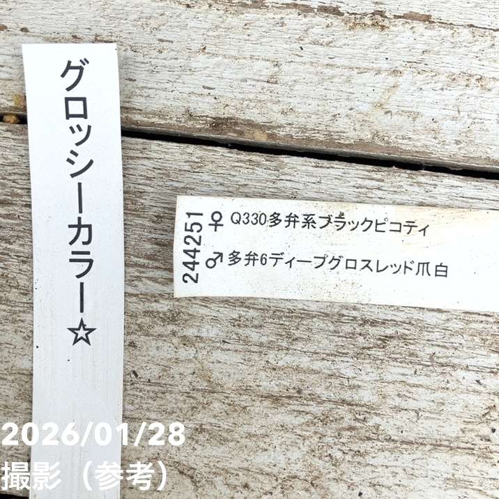 お買い得一点物咲き進み株】加藤農園 クリスマスローズ グロッシー