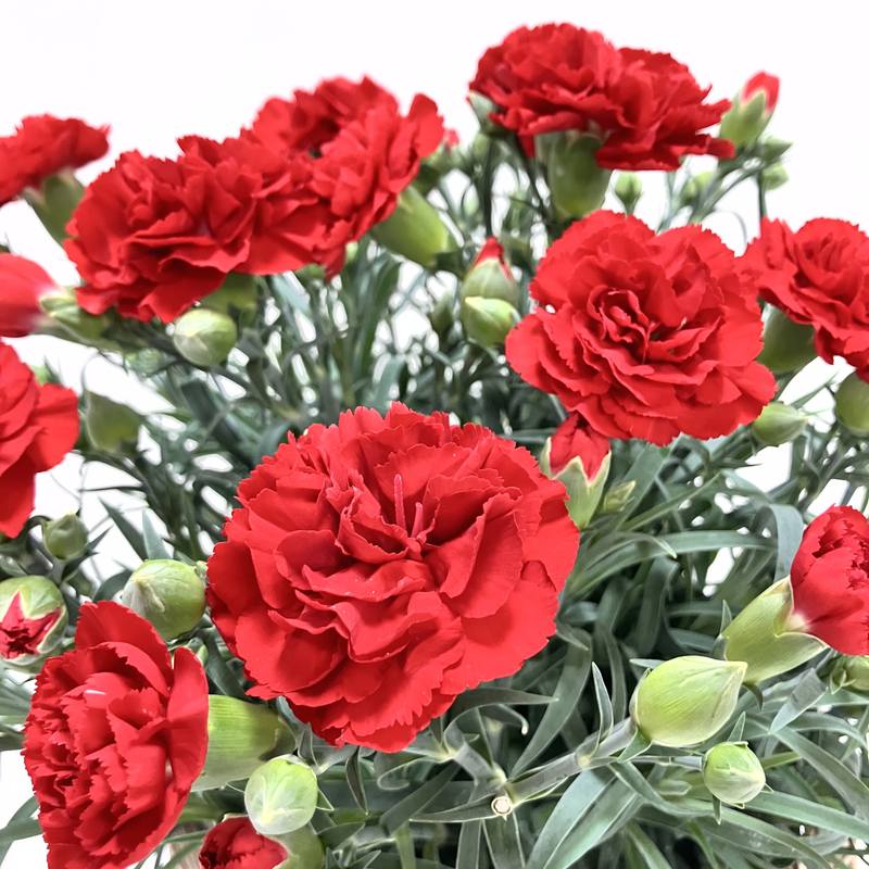 カーネーション