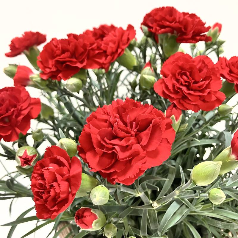 カーネーション カンタービレ