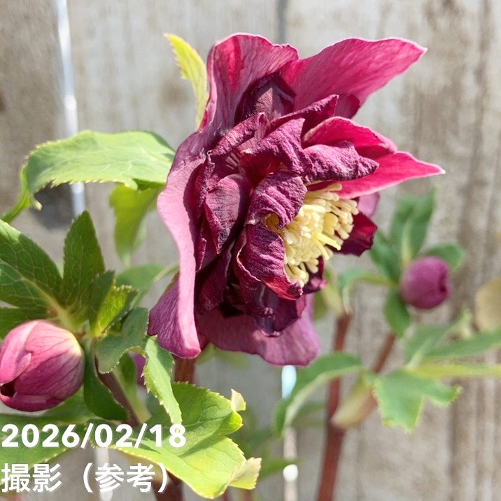 一点物】広瀬園芸 クリスマスローズ 4.5号（HR32）｜山野04-PA | 草花