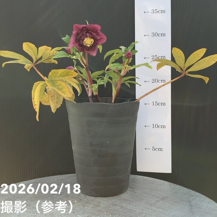 一点物】広瀬園芸 クリスマスローズ 4.5号（HR32）｜山野04-PA | 草花