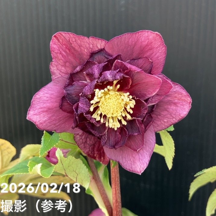 一点物】広瀬園芸 クリスマスローズ 4.5号（HR32）｜山野04-PA | 草花