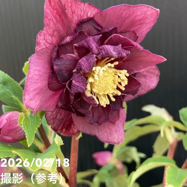 一点物】広瀬園芸 クリスマスローズ 4.5号（HR32）｜山野04-PA | 草花