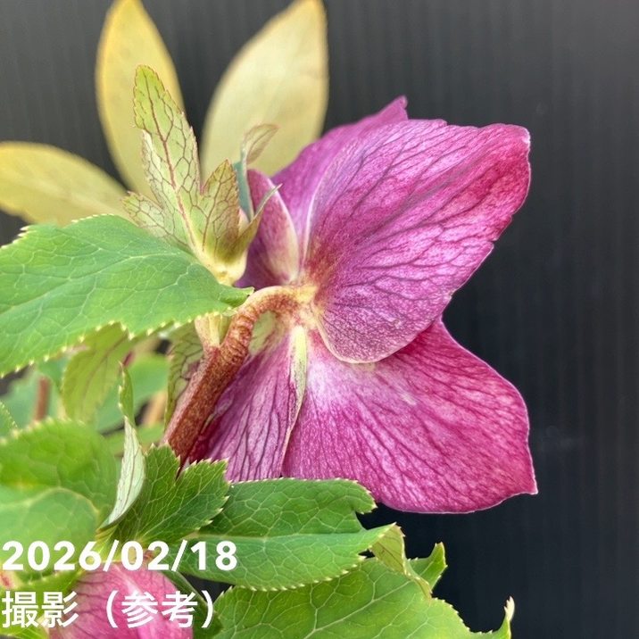 一点物】広瀬園芸 クリスマスローズ 4.5号（HR32）｜山野04-PA | 草花