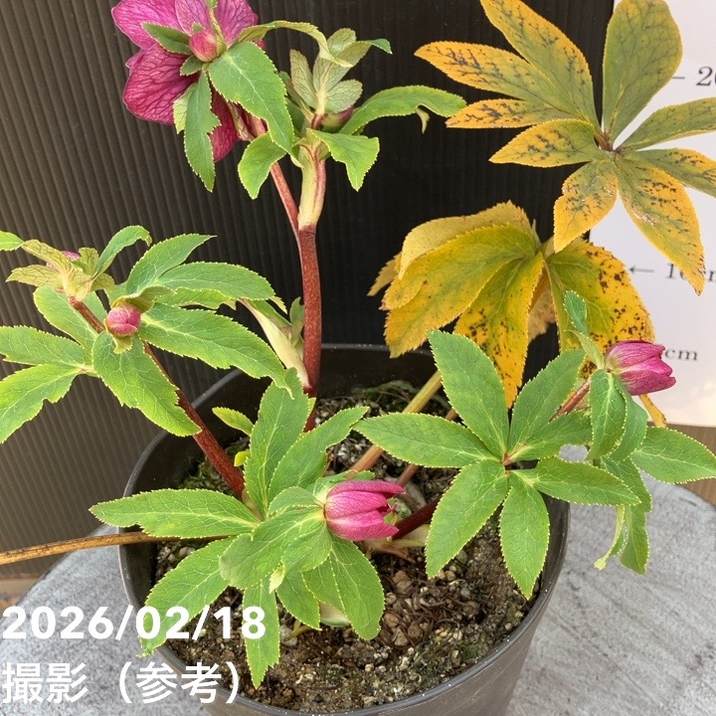 一点物】広瀬園芸 クリスマスローズ 4.5号（HR32）｜山野04-PA | 草花