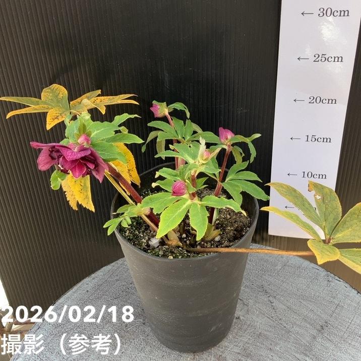 一点物】広瀬園芸 クリスマスローズ 4.5号（HR32）｜山野04-PA | 草花