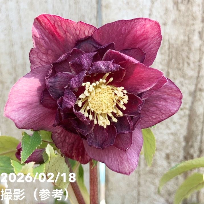 一点物】広瀬園芸 クリスマスローズ 4.5号（HR32）｜山野04-PA | 草花