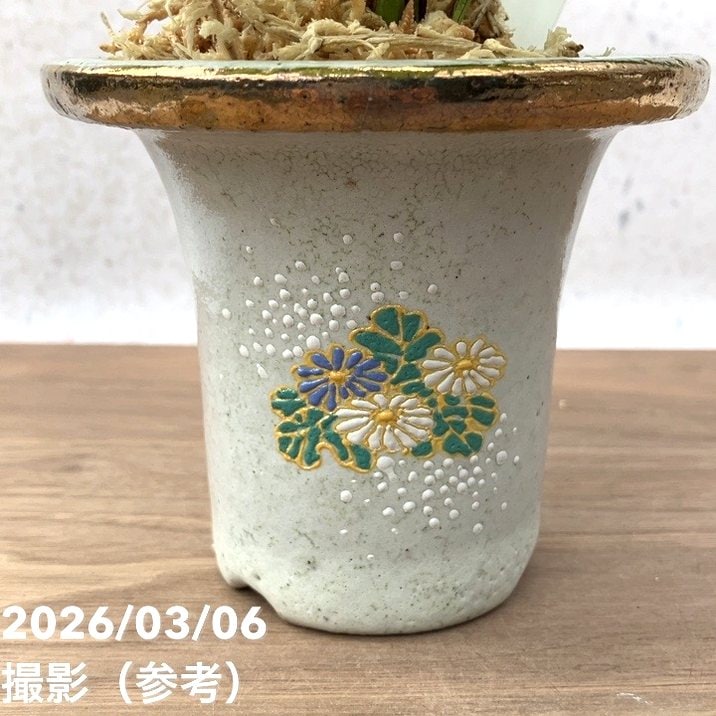 現品お届け】観音竹 カンノンチク 綾姫 あやひめ 錦鉢（K15）｜観葉10