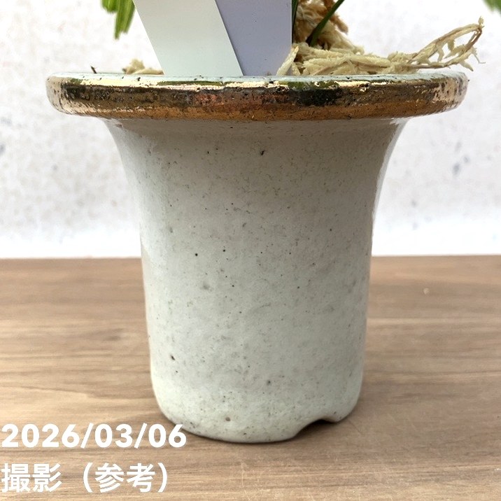 アアク　錦鉢　5点おまとめ 現品お届け】観音竹 カンノンチク 大納言 だいなごん 錦鉢（K20