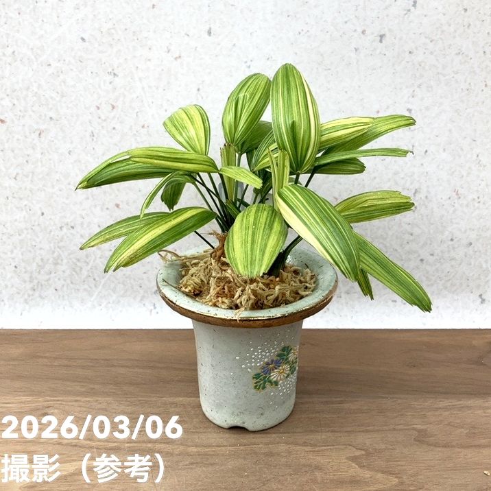 現品お届け】観音竹 カンノンチク 綾姫 あやひめ 錦鉢（K15）｜観葉10